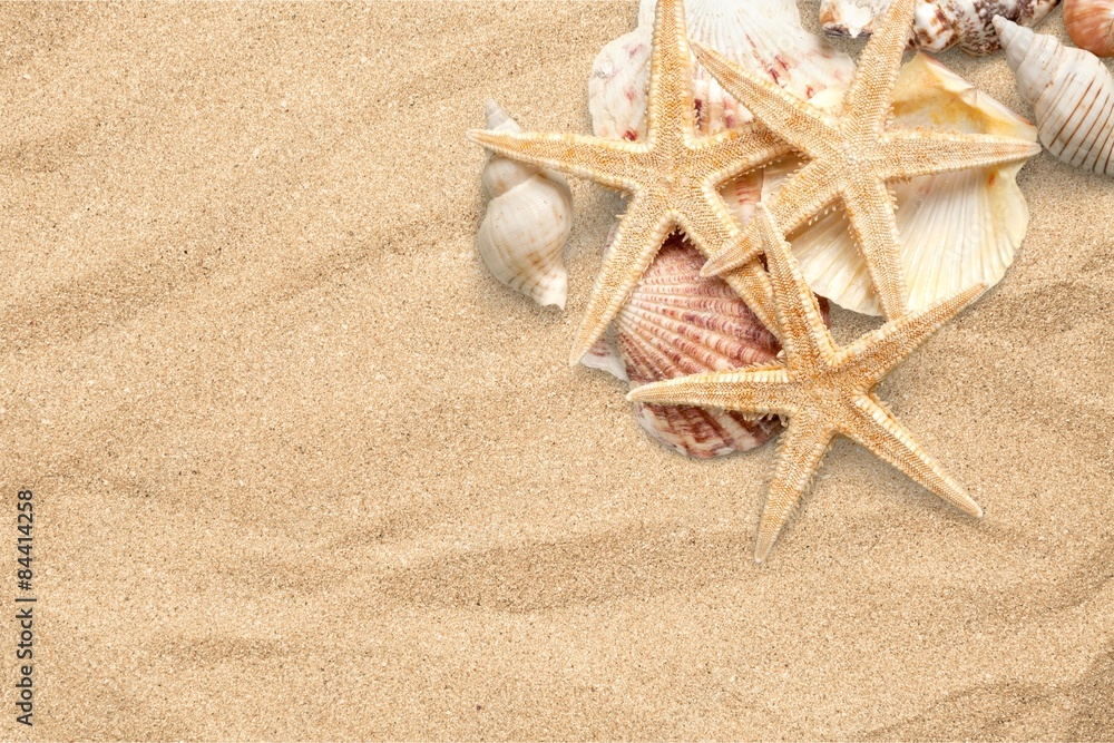 Starfish, Shell, Sea Life.