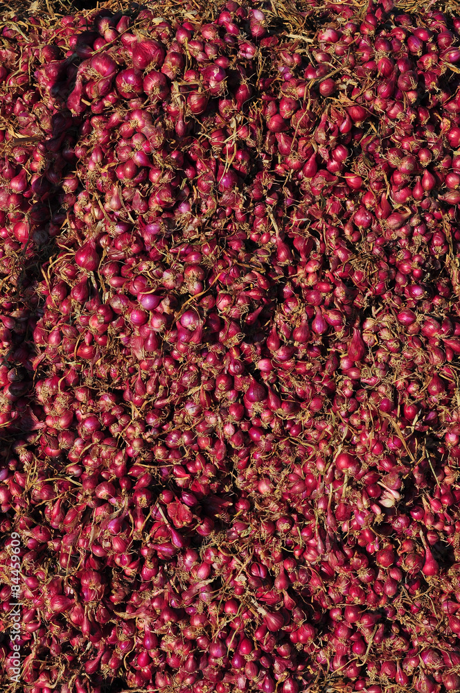 Massive red onion pile