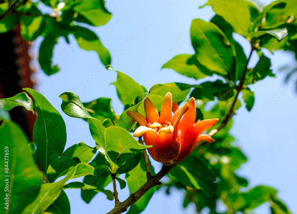 Blühender Granatapfelbaum