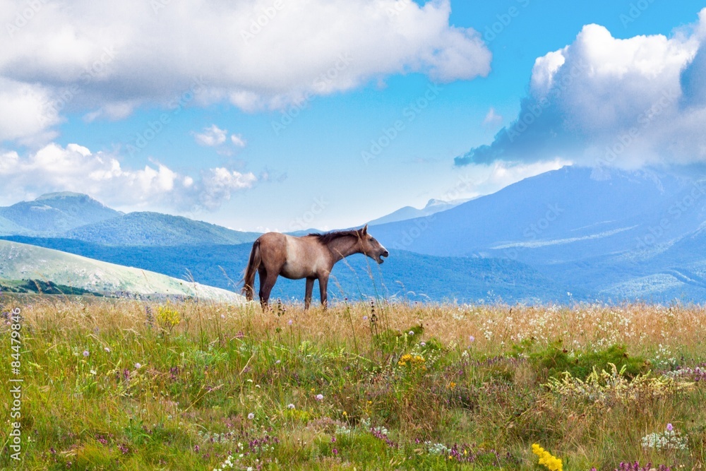 Meadow, trotter, horse.