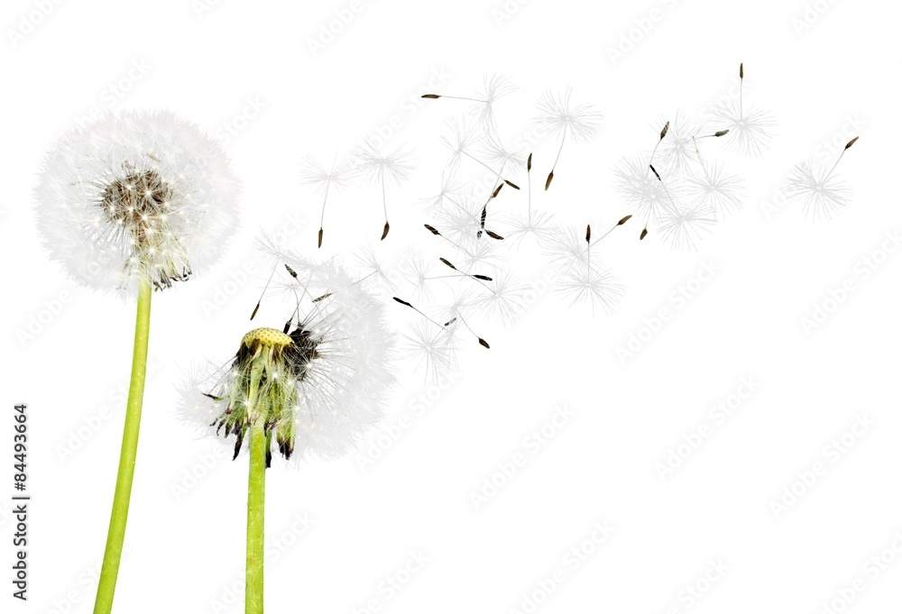 Dandelion, Dandelion Green, Blowing.