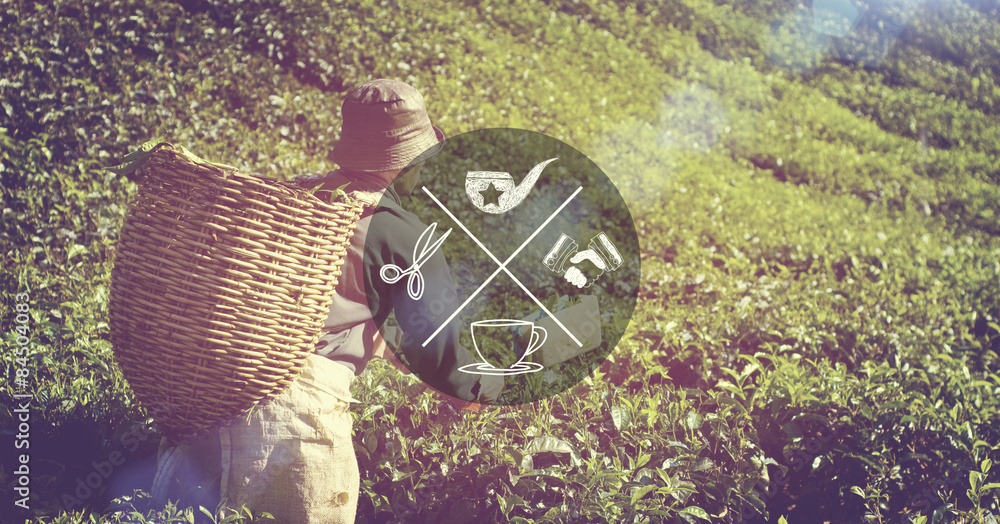 Manual Worker Picking Tea Plantation Harvesting Industry Job