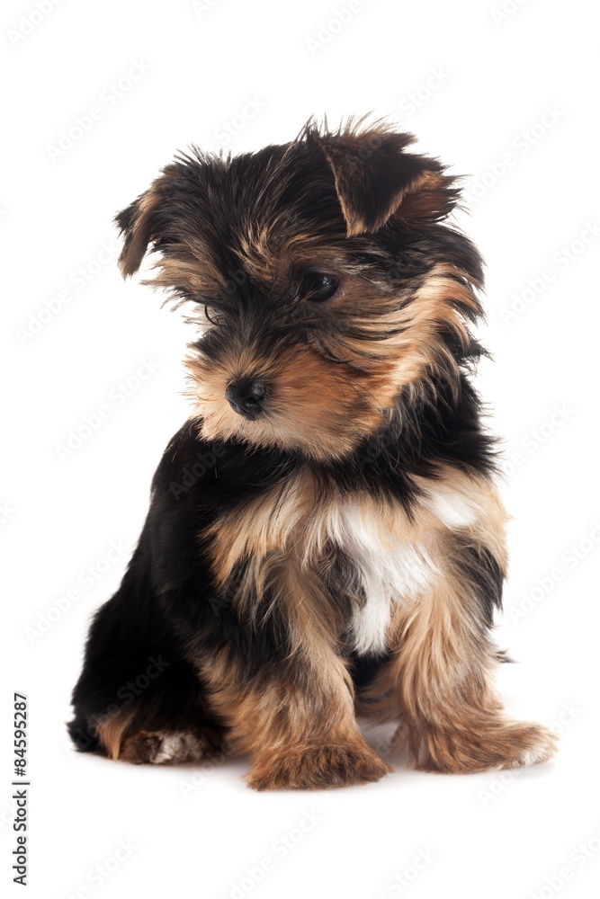 Dog, Puppy, Yorkshire Terrier.