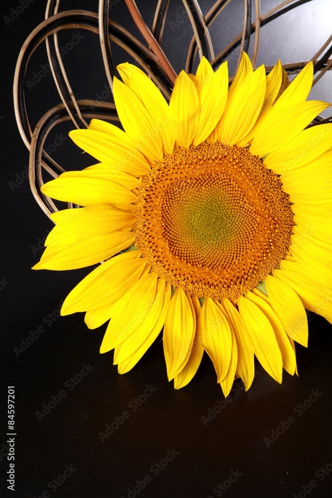 Sunflower, Isolated, Single Object.