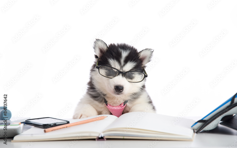 Cute siberian husky puppy in glasses working