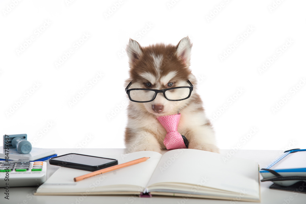 Cute siberian husky puppy in glasses working