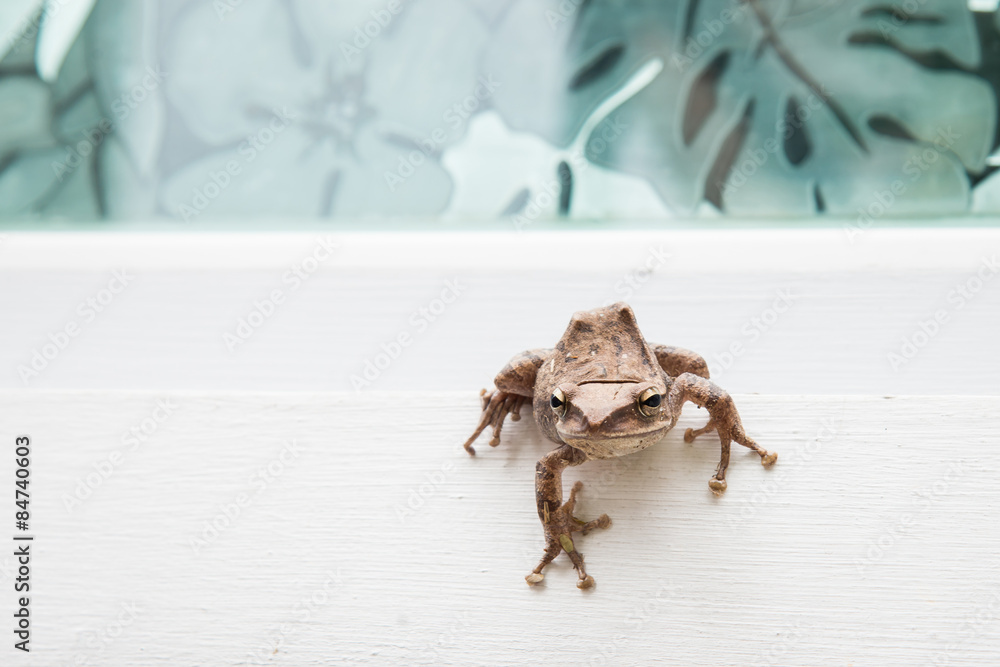 Close up of brown frog