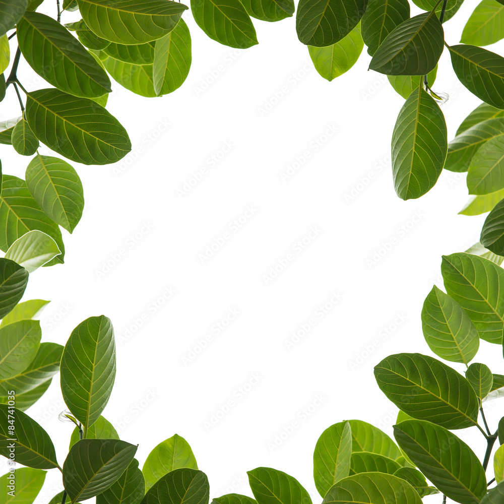 green leaf frame isolated on white background