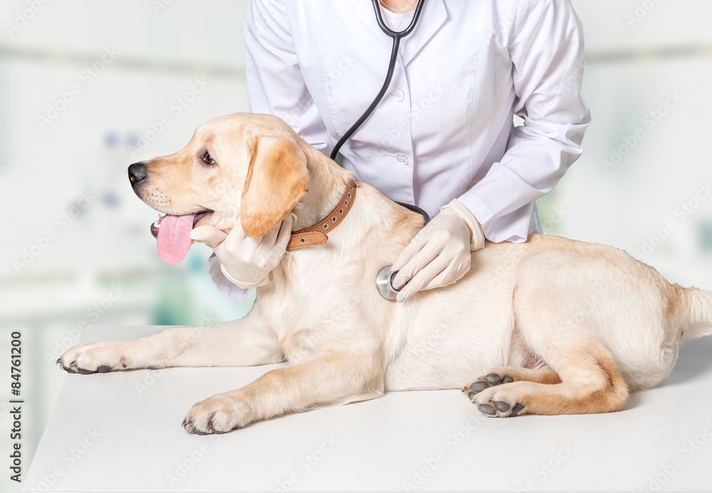 Dog, veterinarian, white.