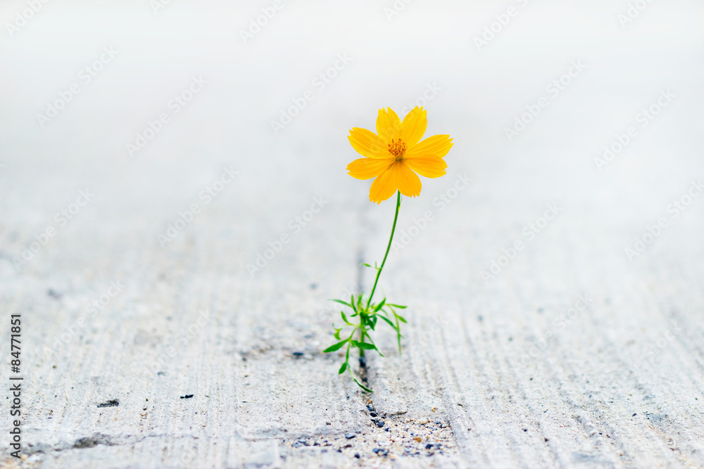 yellow flower growing on crack street.