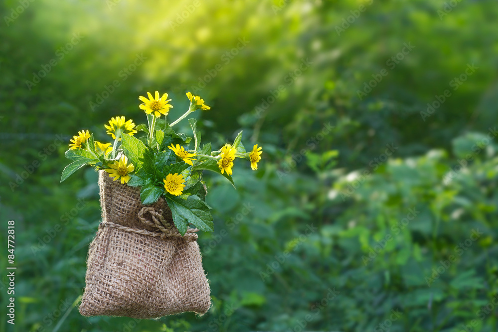 Yellow flowers in sack on nature morning