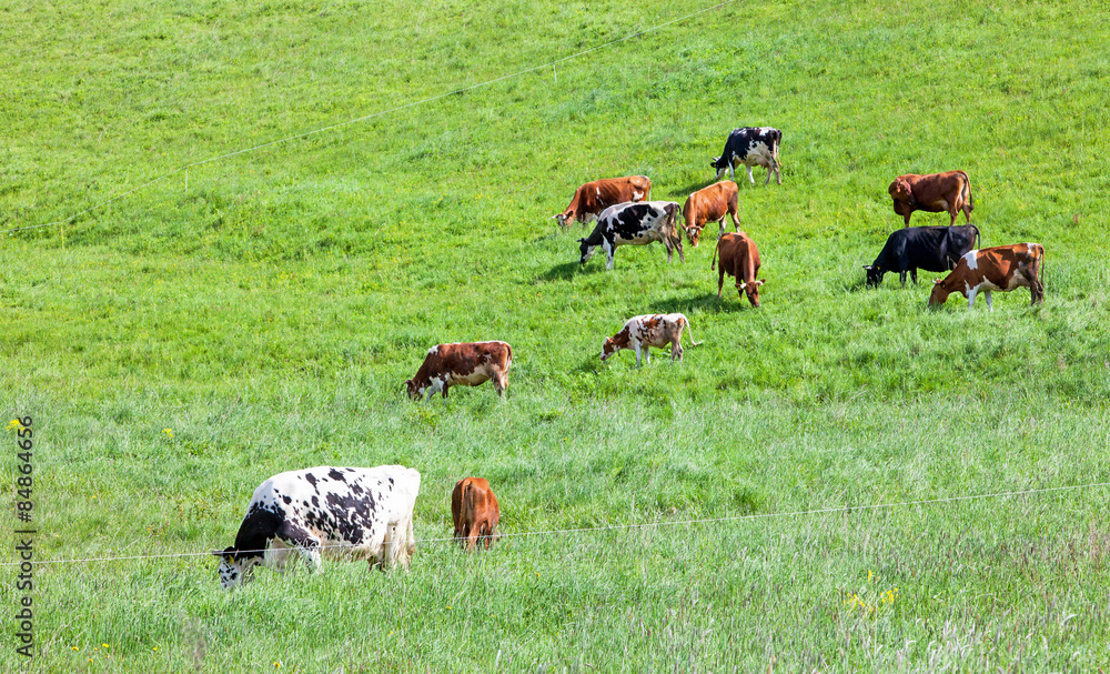 green meadow and cows