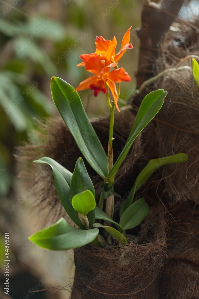 兰花，热带花卉，泰国。