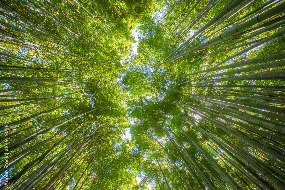 京都荒山旅游区美丽的竹林