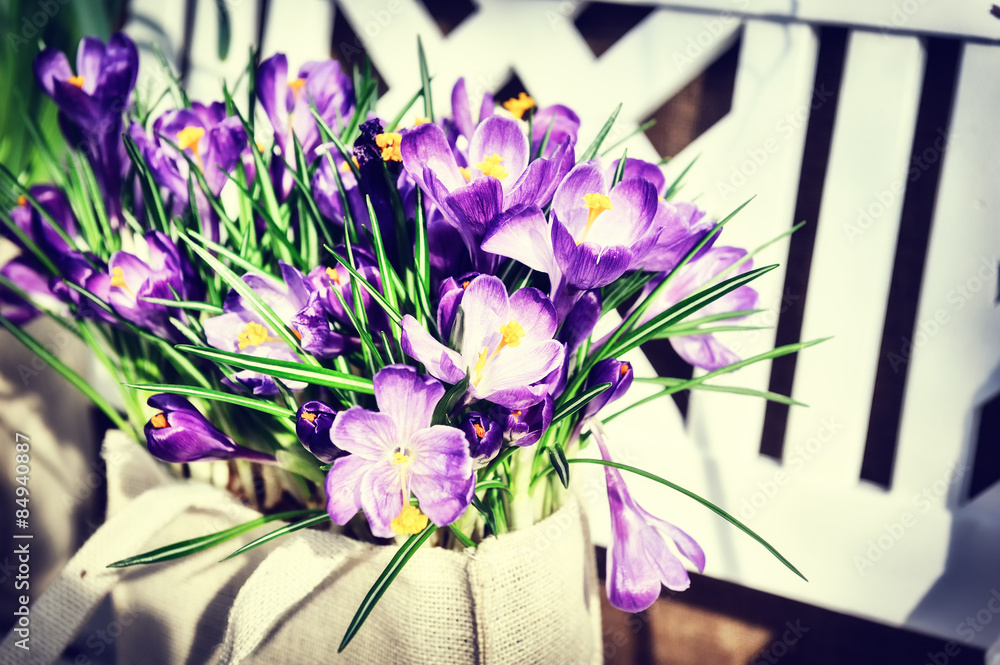 Pretty purple crocuses