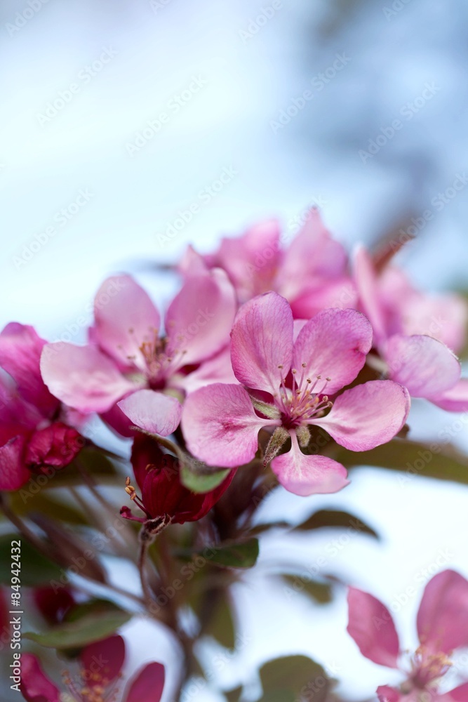 樱花，日本，樱花。