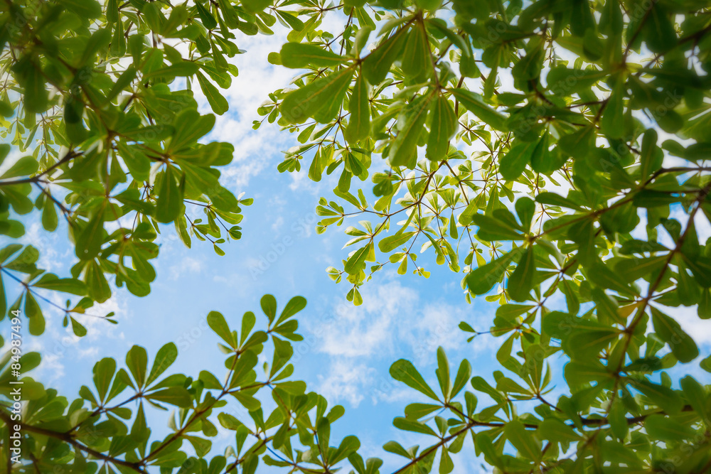 天空中的科特迪瓦Terminalia Chev