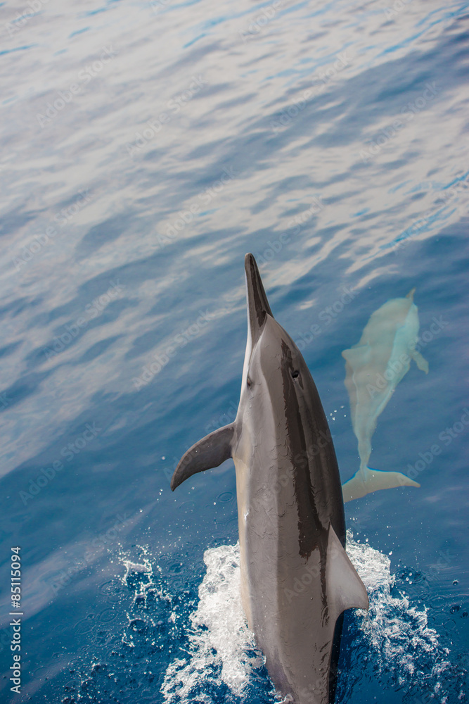 Bottlenose Dolphin Group