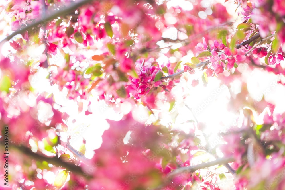 春天，花朵，背景。