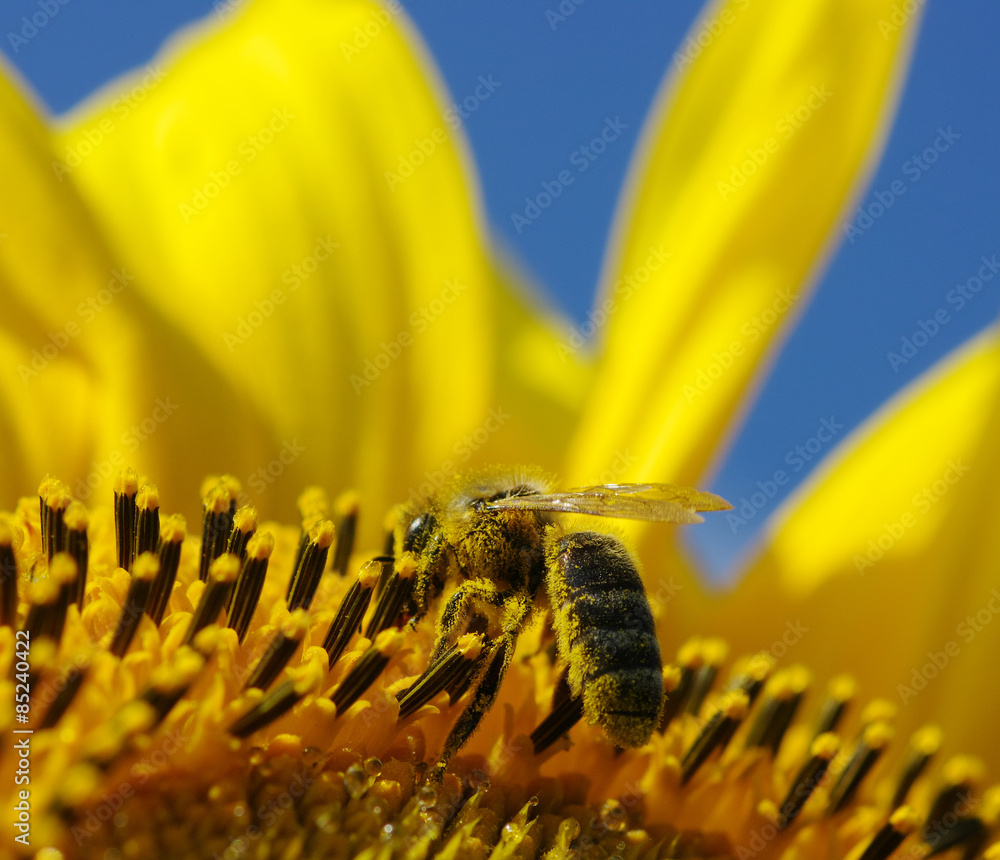 bee and sunflower