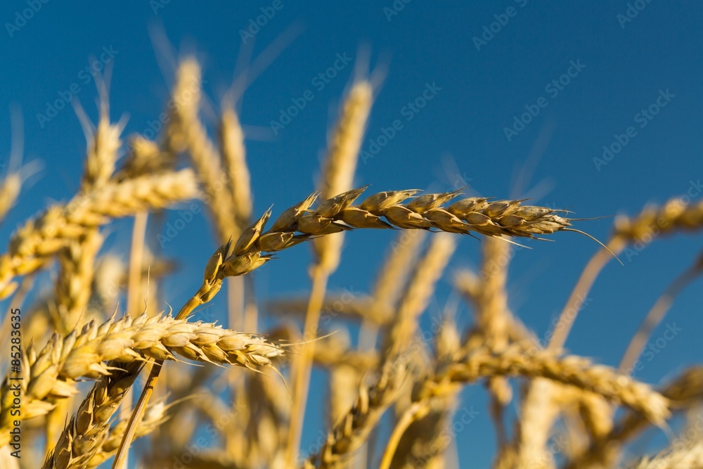 Wheat, Agriculture, Cereal Plant.