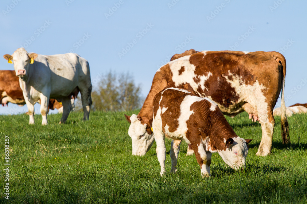 Brown and white dairy cows, calwes and bulls in pasture