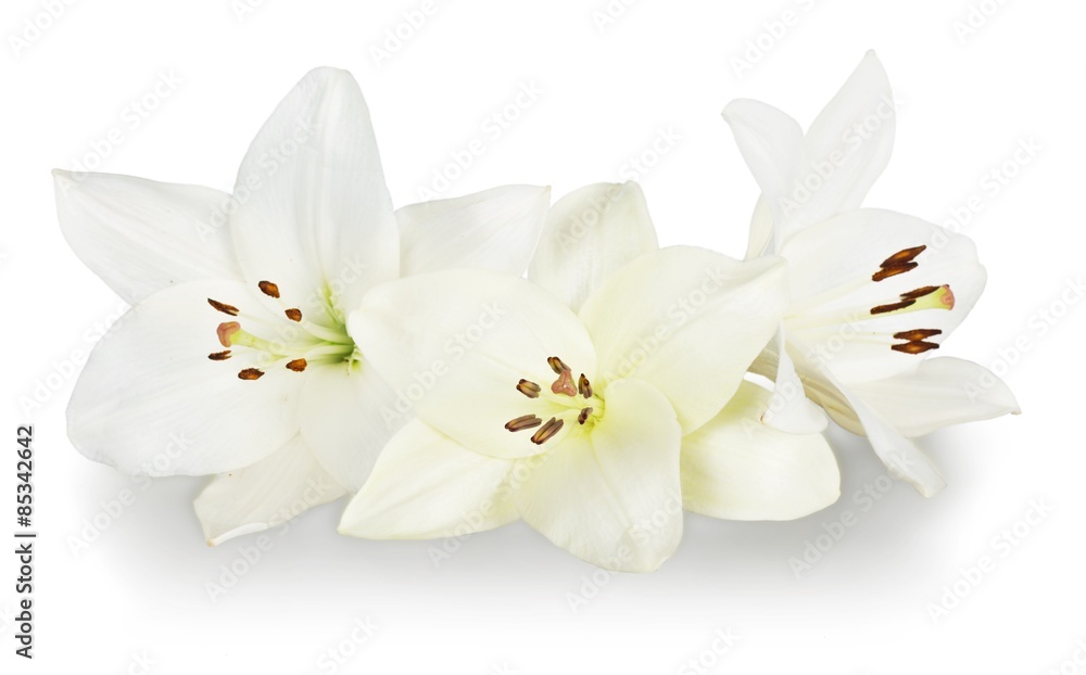 Lily, White, Flower.