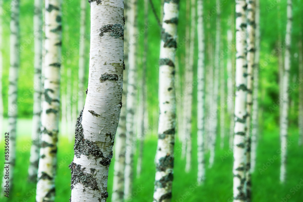 trunk of birch tree