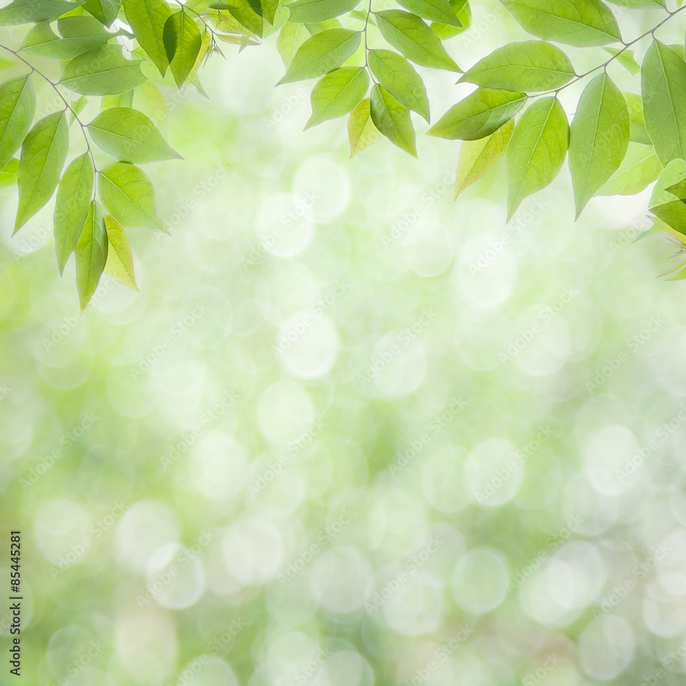  fresh green leaves  natural green background