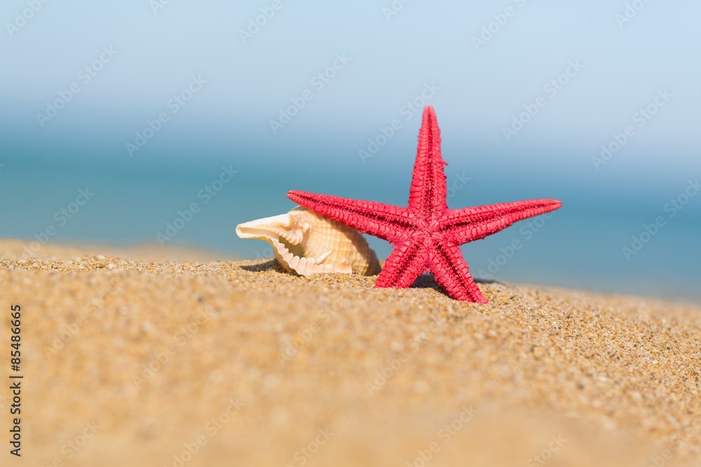 Starfish, sea, beach.