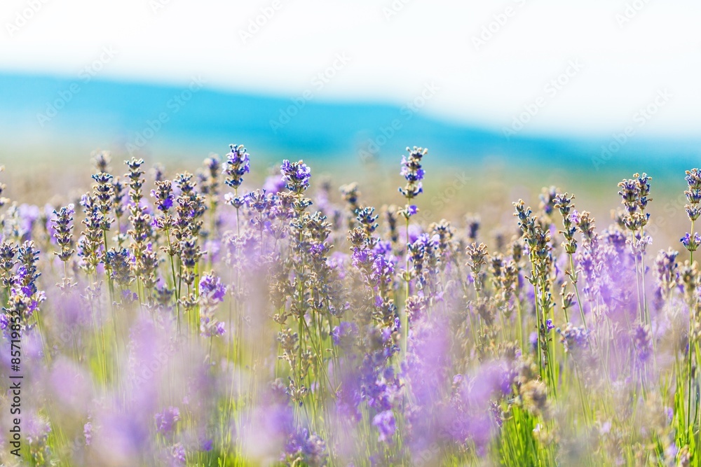 花，淡紫色，背景色。