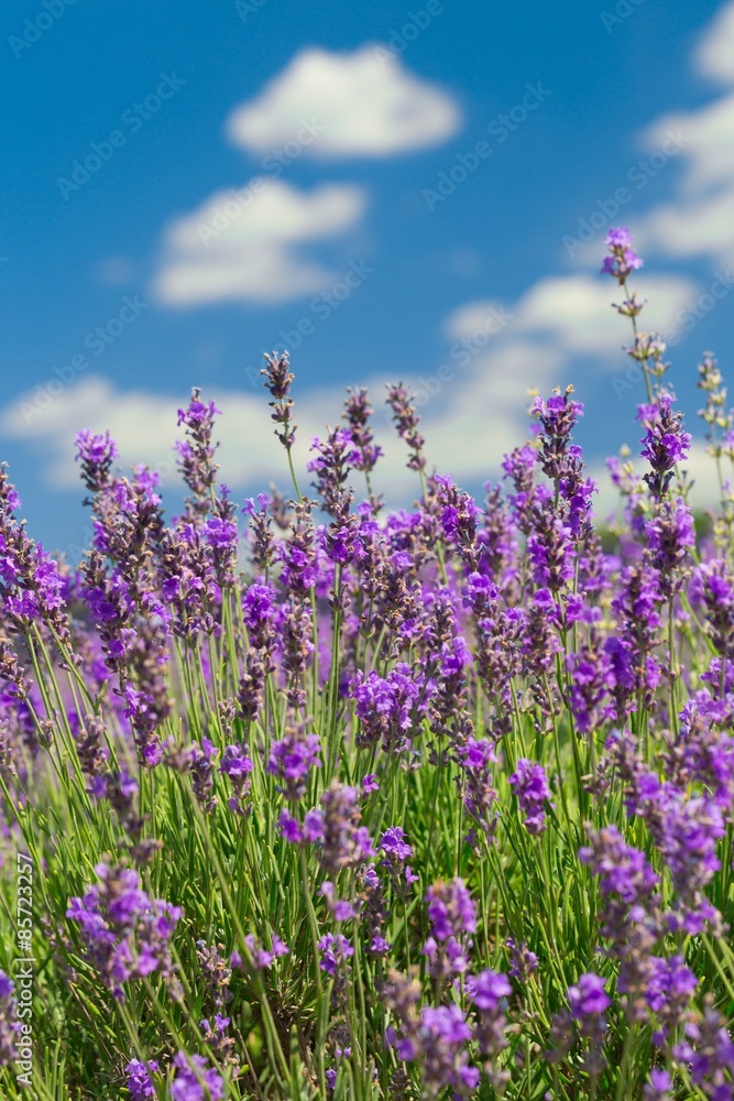 Lavender, Field, Herb.