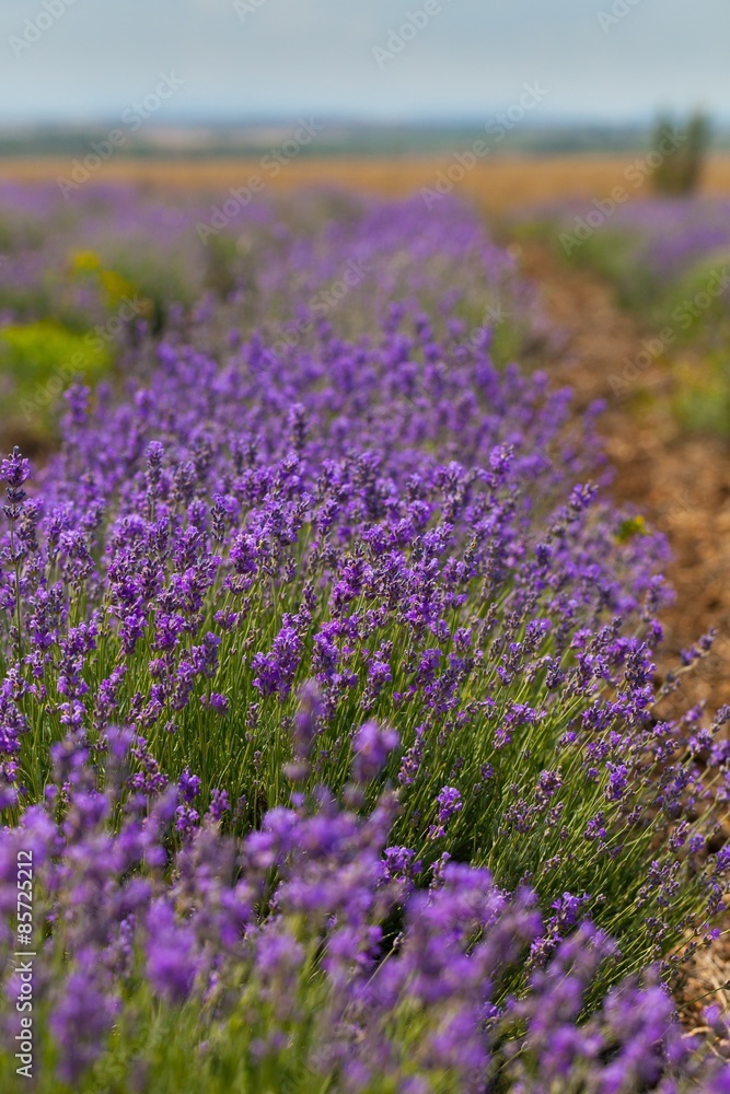 Lavender, Field, Herb.