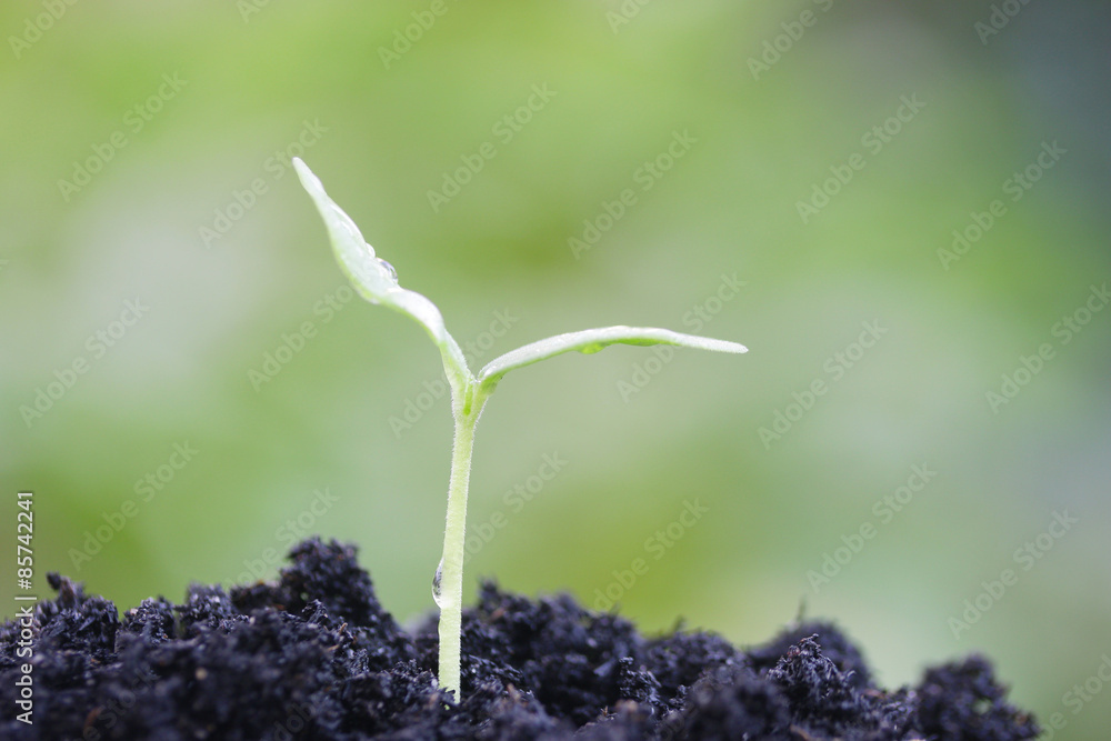 生长植物