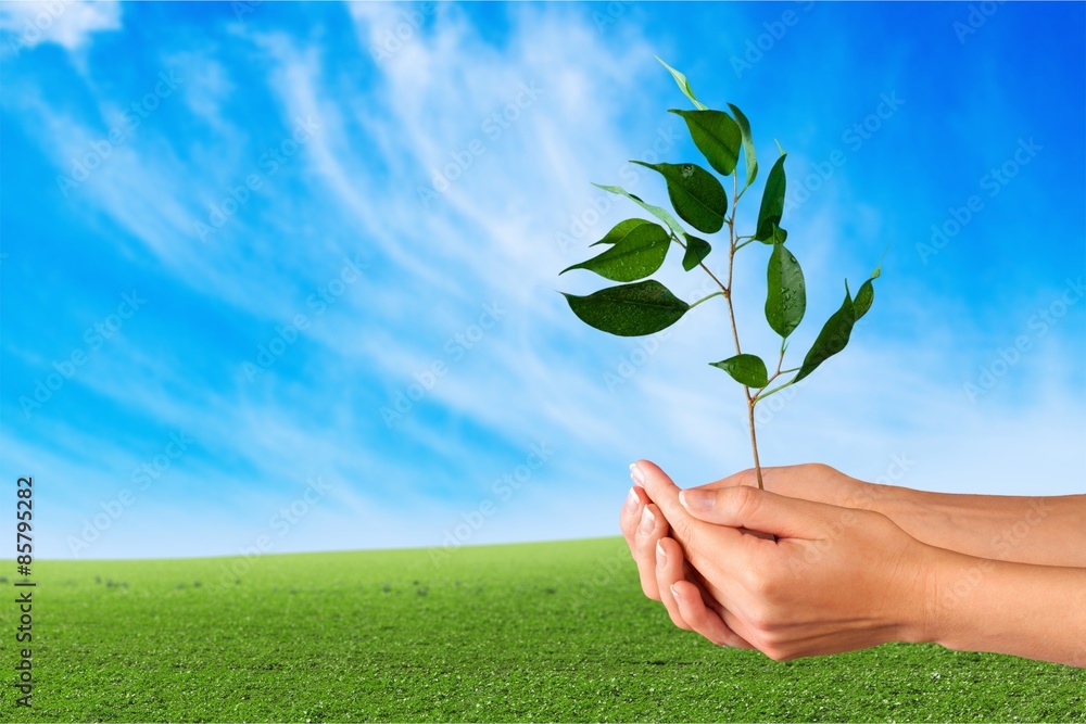 Tree, Human Hand, Plant.