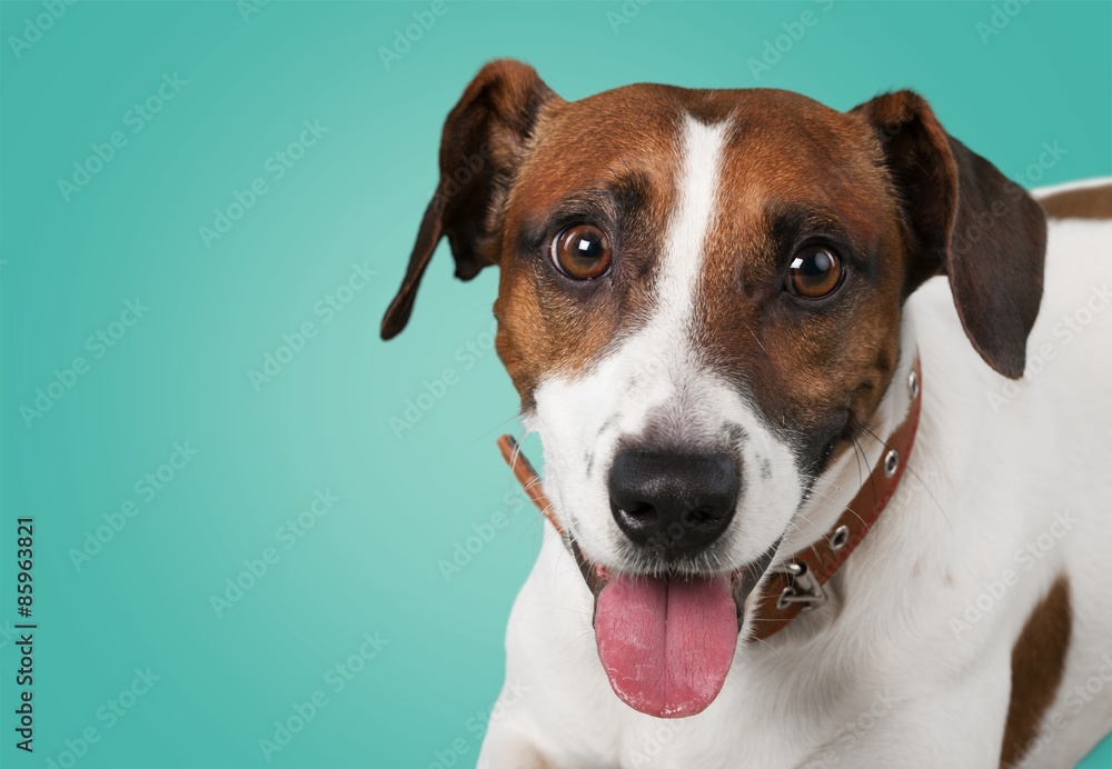 Dog, isolated, cute.