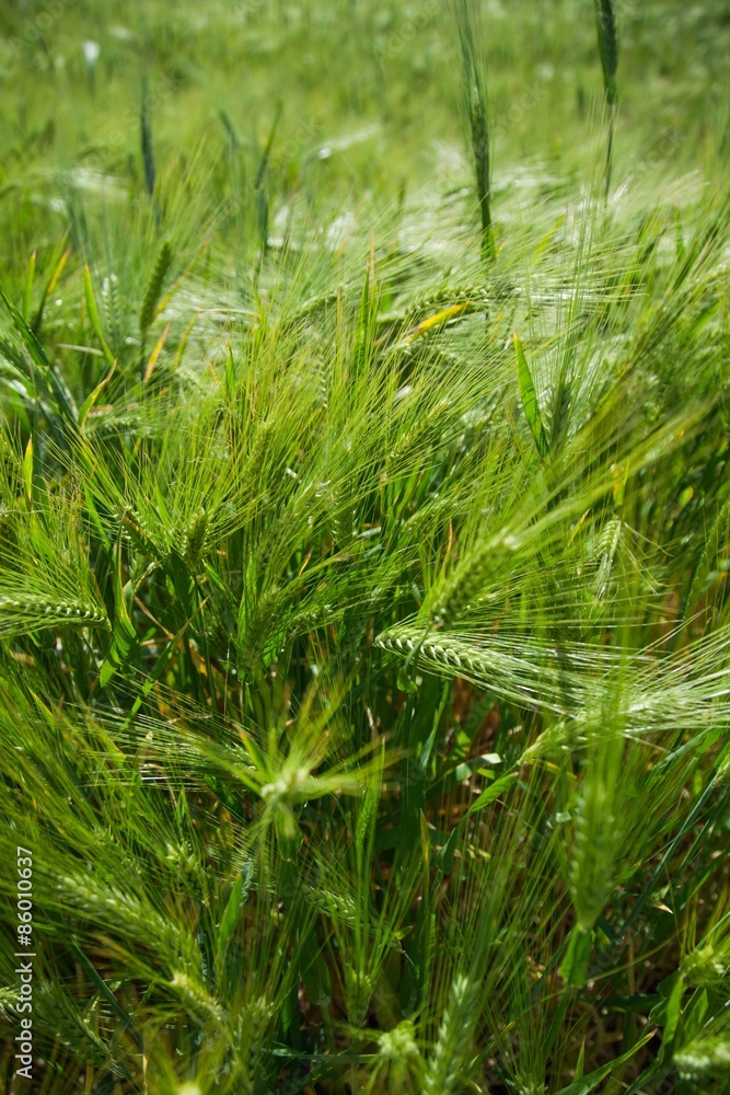 小麦，田地，谷类植物。