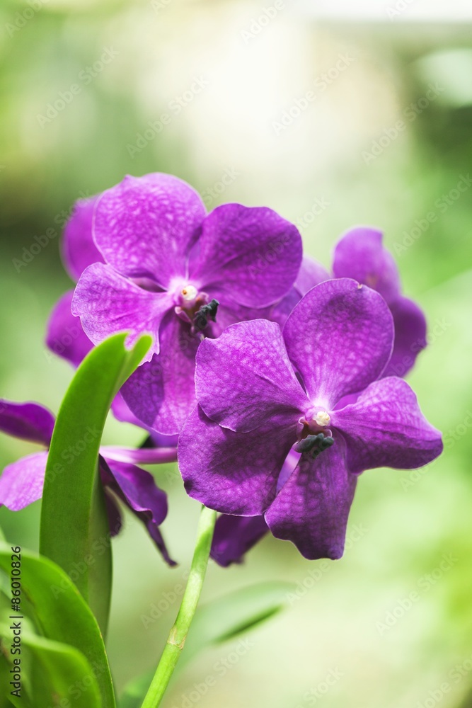 兰花，花，单瓣花。