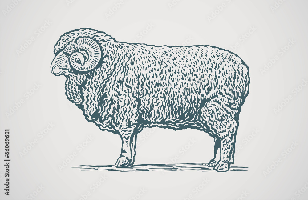 Vector illustration of graphical ram.