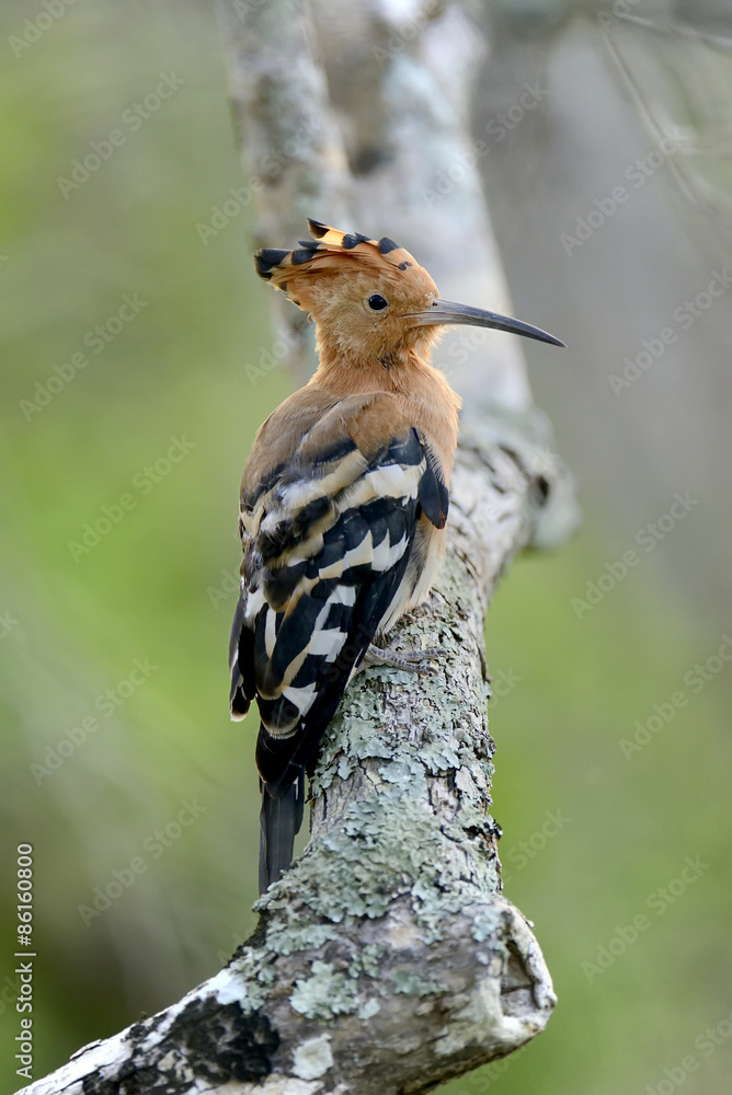 Hoopoe