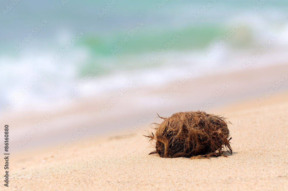 Coconut on tropical beach