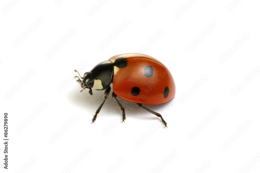 Ladybug