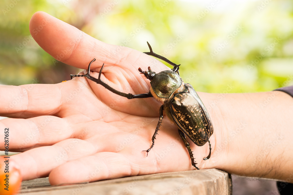 The male of Cheirotonus gestroi gestroi in Thailand. These beetles a strong fliers and feed on tree 