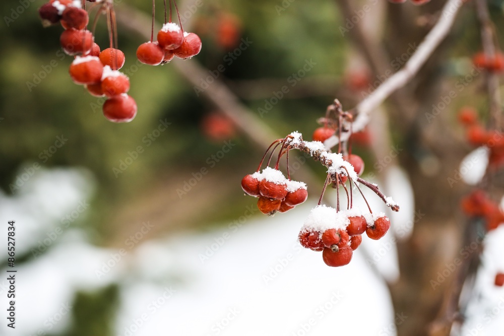 冬天，雪，浆果。