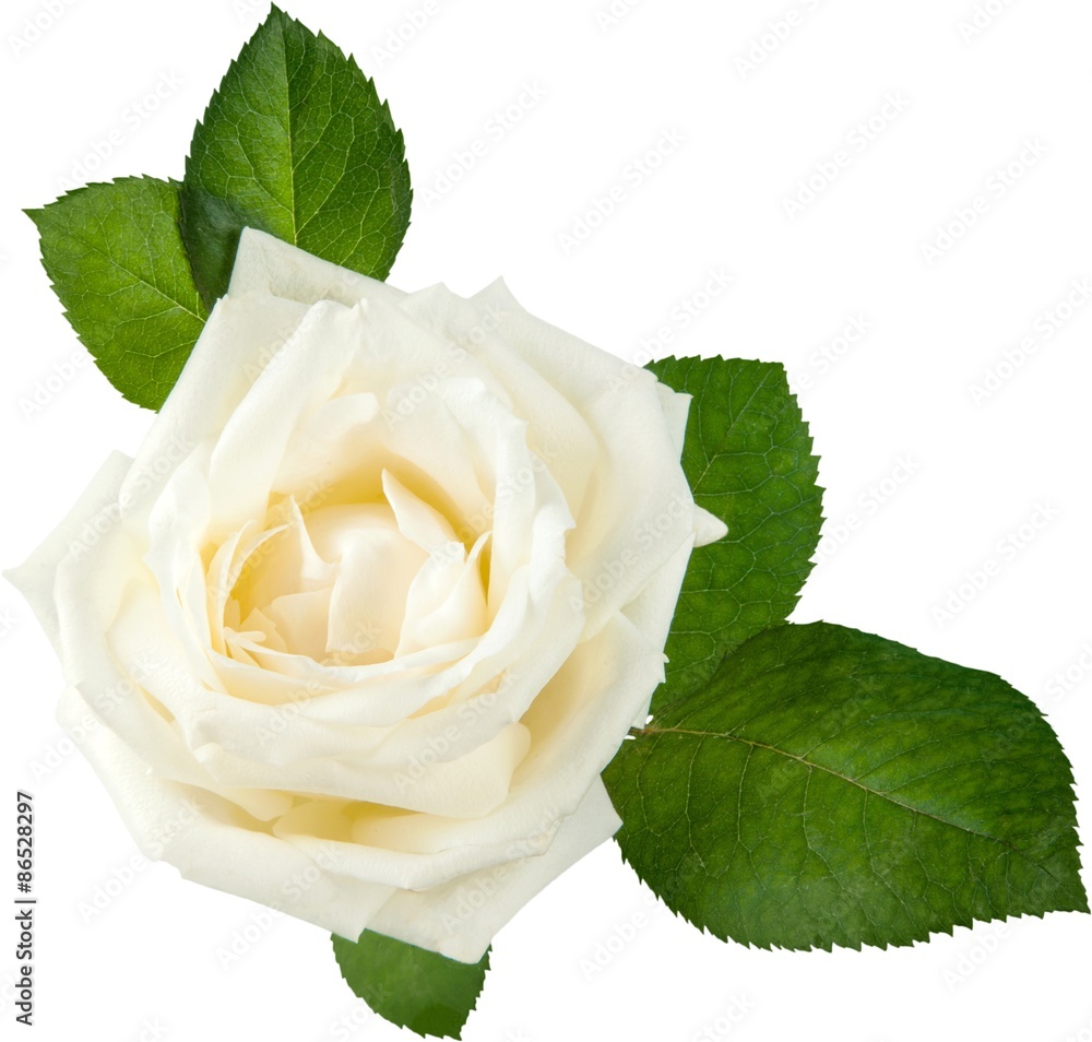 Rose, White, Flower.