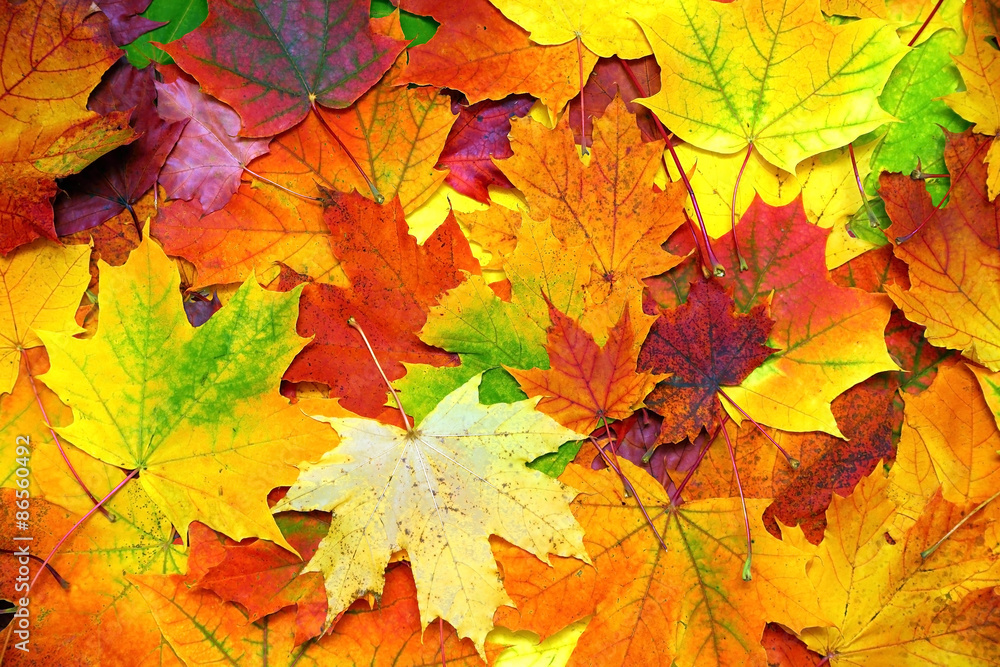 autumn colorful leaves background