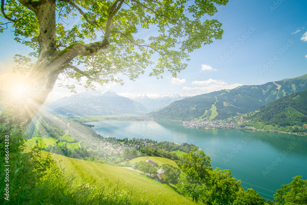 Baum vor Zell am See