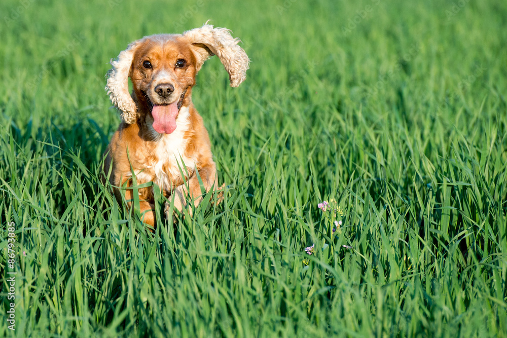 年轻的小狗英国可卡犬在草地上奔跑