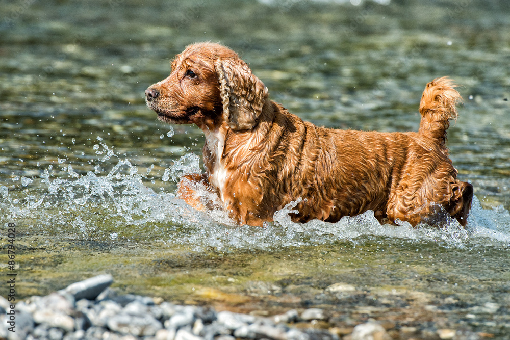 在水中奔跑的小狗英国可卡犬