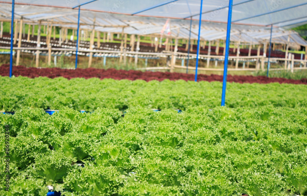 Hydroponic vegetable farm